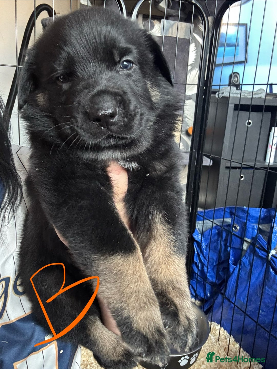Mixed Breed dogs for sale: Shepweiler puppies READY TO RESERVE! - Image 9