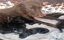 Mixed Breed dogs for sale: Beautiful pointer lab puppies!  - Image 2