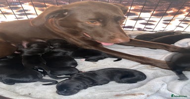 Mixed Breed dogs - Advert 9