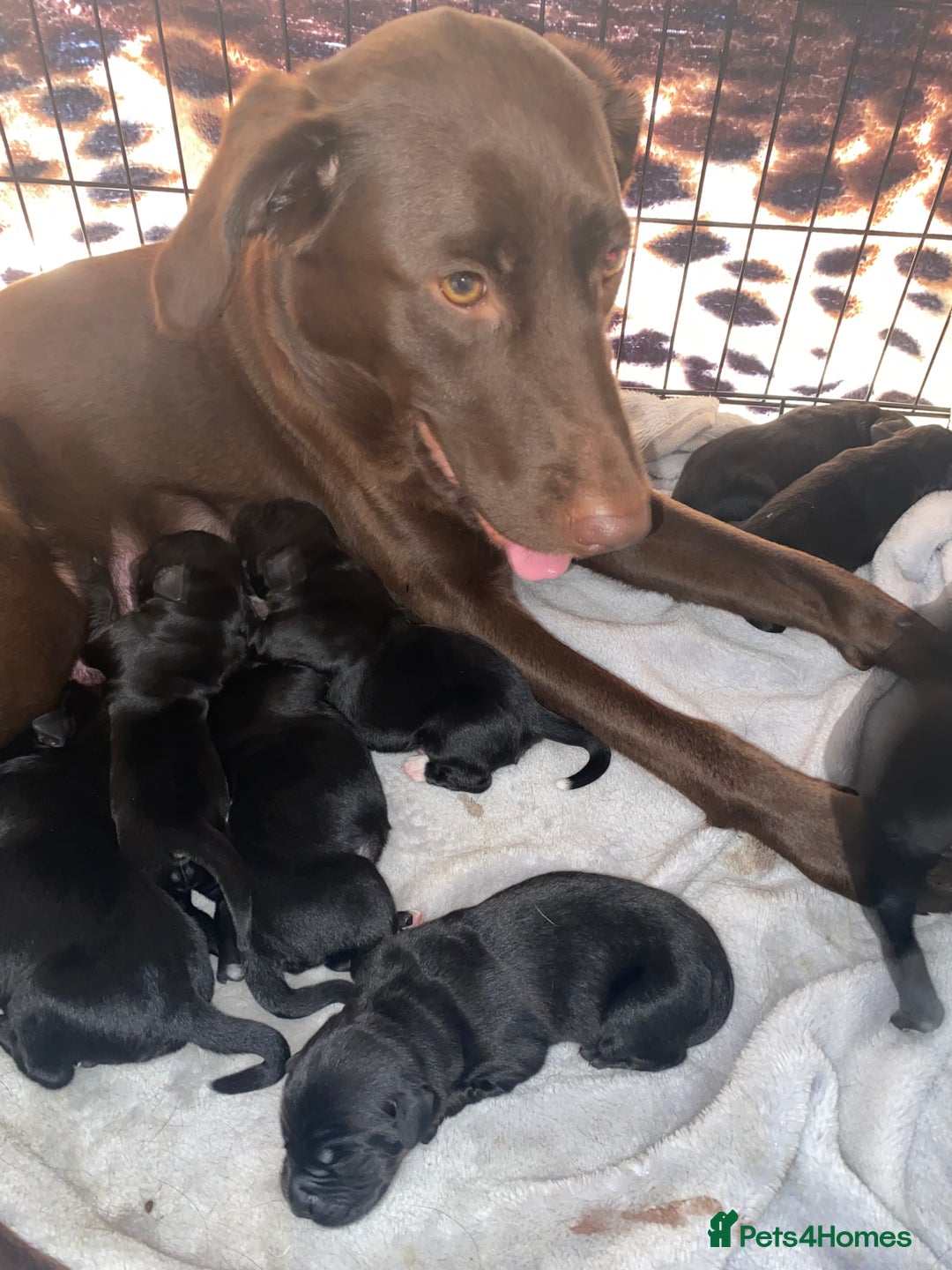 Mixed Breed dogs for sale: Beautiful pointer lab puppies!  - Image 2