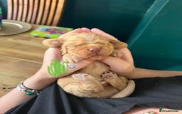 Cocker Spaniel dogs for sale: Working cocker spaniels - Image 18