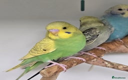Budgerigars birds for sale: Gorgeous Baby Budgies ready now!!! - Image 10