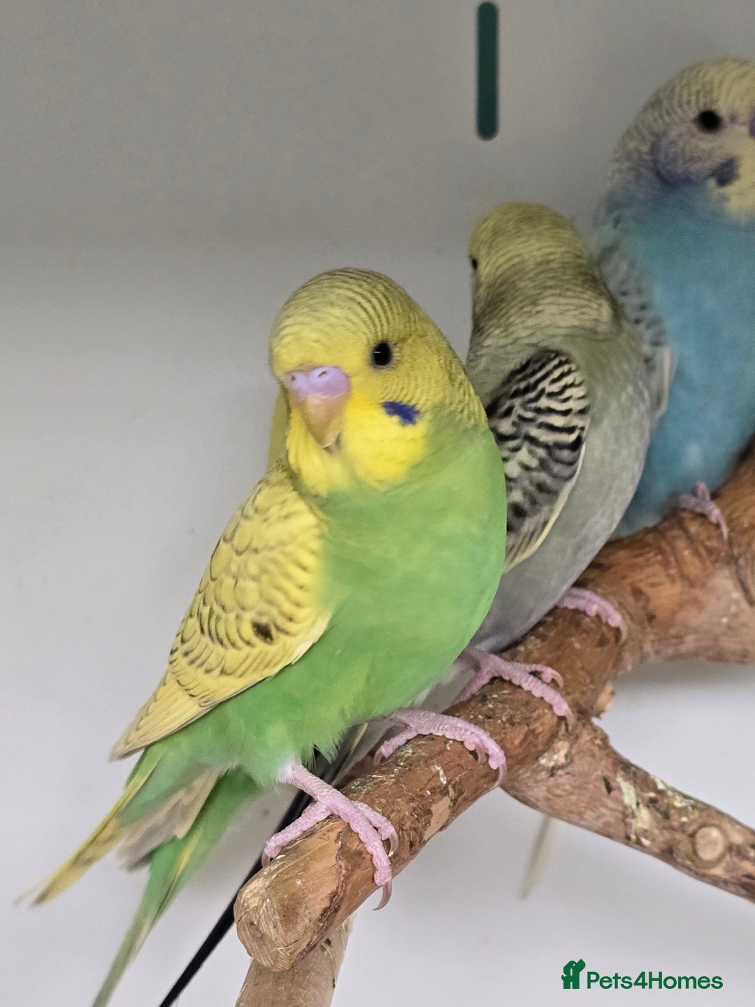 Budgerigars birds for sale: Gorgeous Baby Budgies ready now!!! - Image 10
