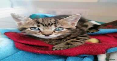 Mixed Breed cats - Advert 7