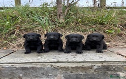 Labrador Retriever dogs for sale: 7 Beautiful Labradors  - Image 4