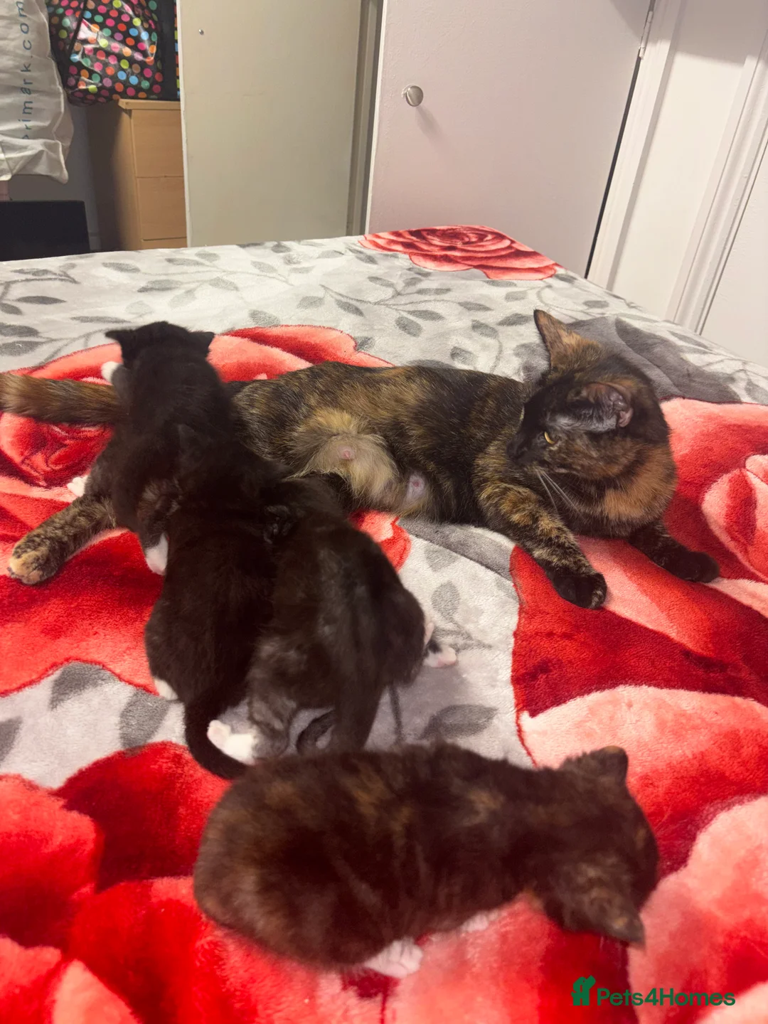 Burmilla cats for sale: Kittens - Advert 11