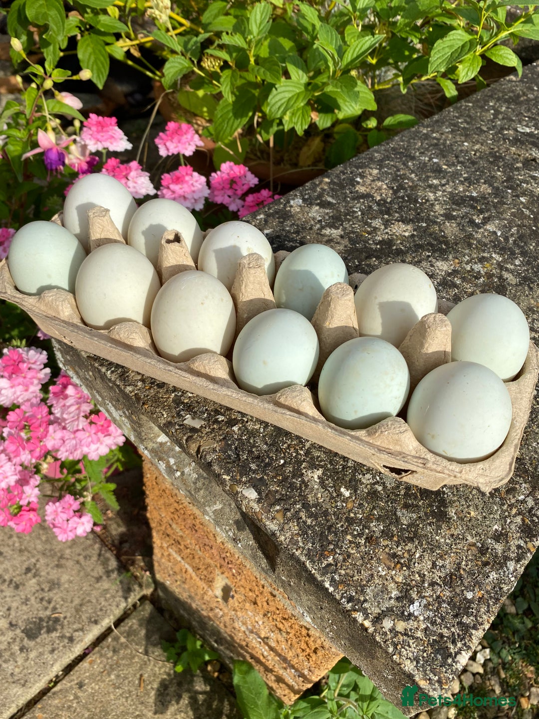 Ducks poultry for sale: Indian Runner Duck Ducklings + Fertile Eggs - Image 4