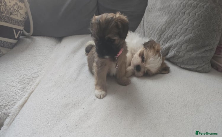 Shih Tzu dogs - Advert 1