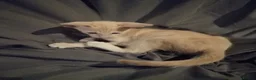 Oriental cats for sale: Oriental Siamese kittens gccf - Advert 24