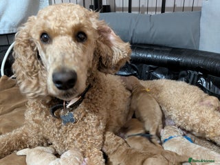 Goldendoodle dogs - Advert 5