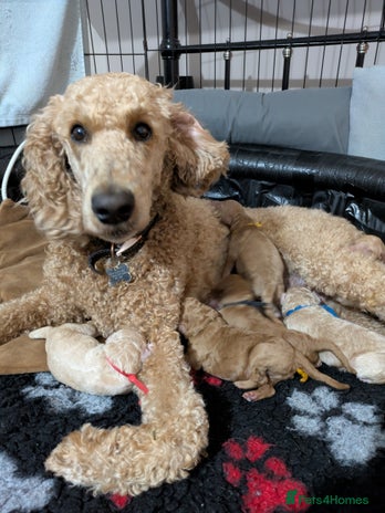 Goldendoodle dogs - Advert 1