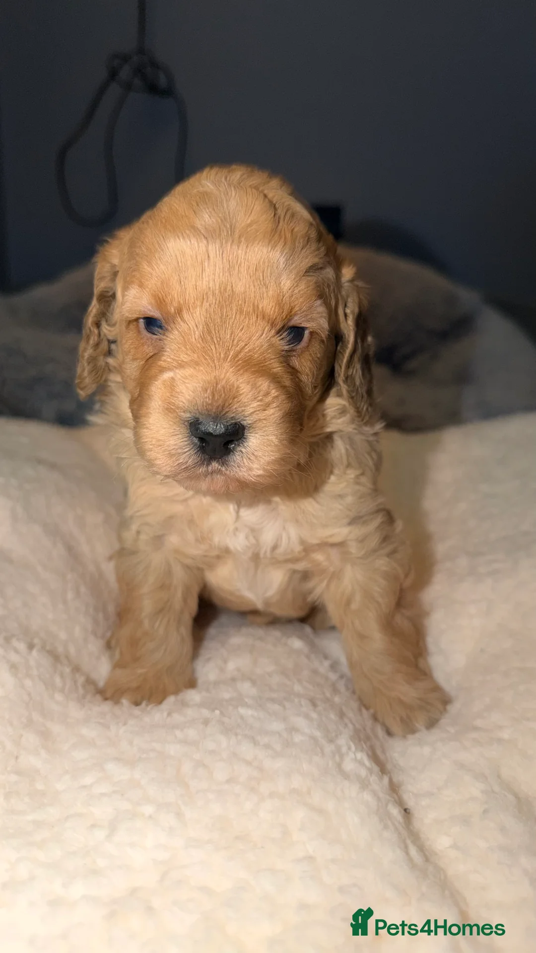 Cockapoo dogs for sale: COCKERPOO GIRLS F2B - Advert 4