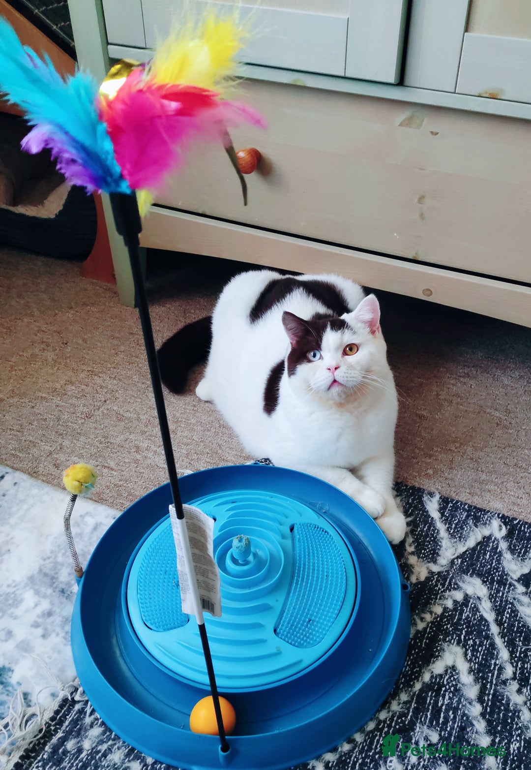 British Shorthair cats for sale: GCCF champions lines.Odd eyes boy and girl. - Advert 7