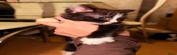 American Shorthair cats for sale: Cute kittens  - Advert 2