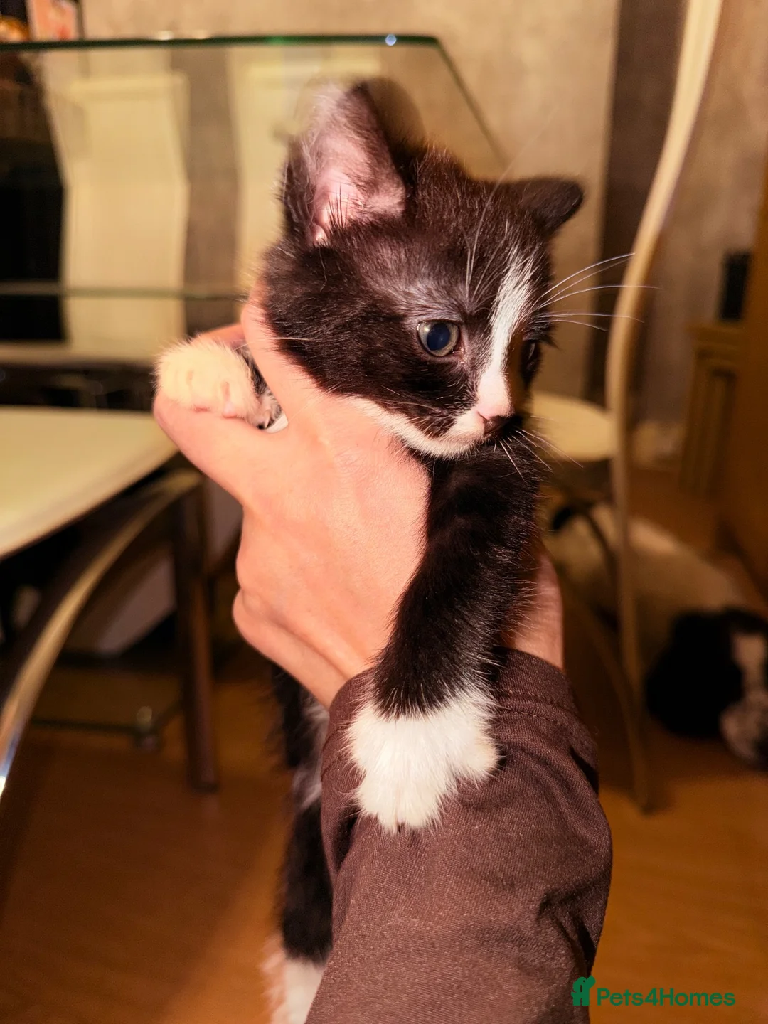 American Shorthair cats for sale: Cute kittens  - Advert 2
