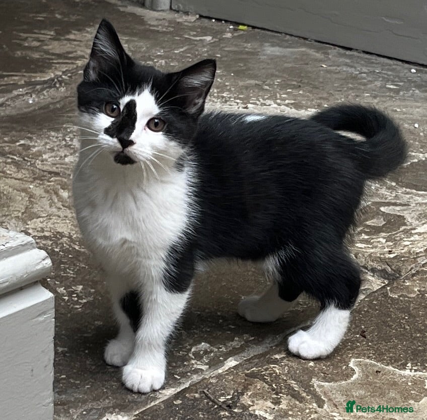 Mixed Breed cats Three kittens - Advert 6