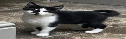 Mixed Breed cats for sale: Three kittens - Advert 1