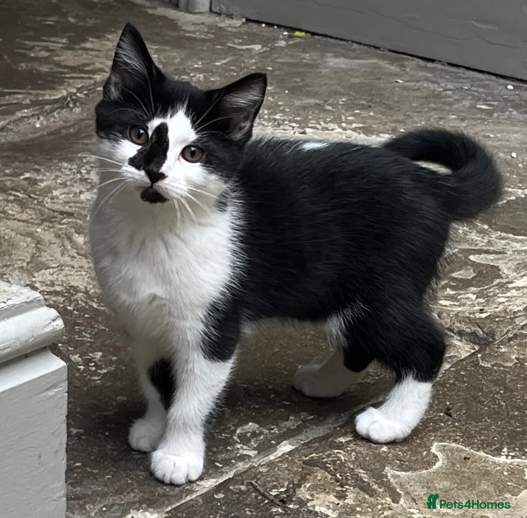 Mixed Breed cats for sale: Three kittens - Advert 1
