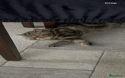 Exotic cats for sale: Exotic shorthair - Advert 3