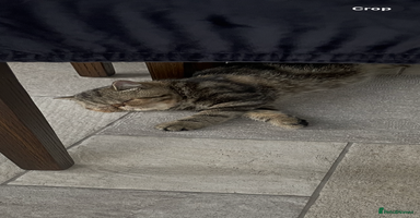 Exotic cats Exotic shorthair - Advert 9