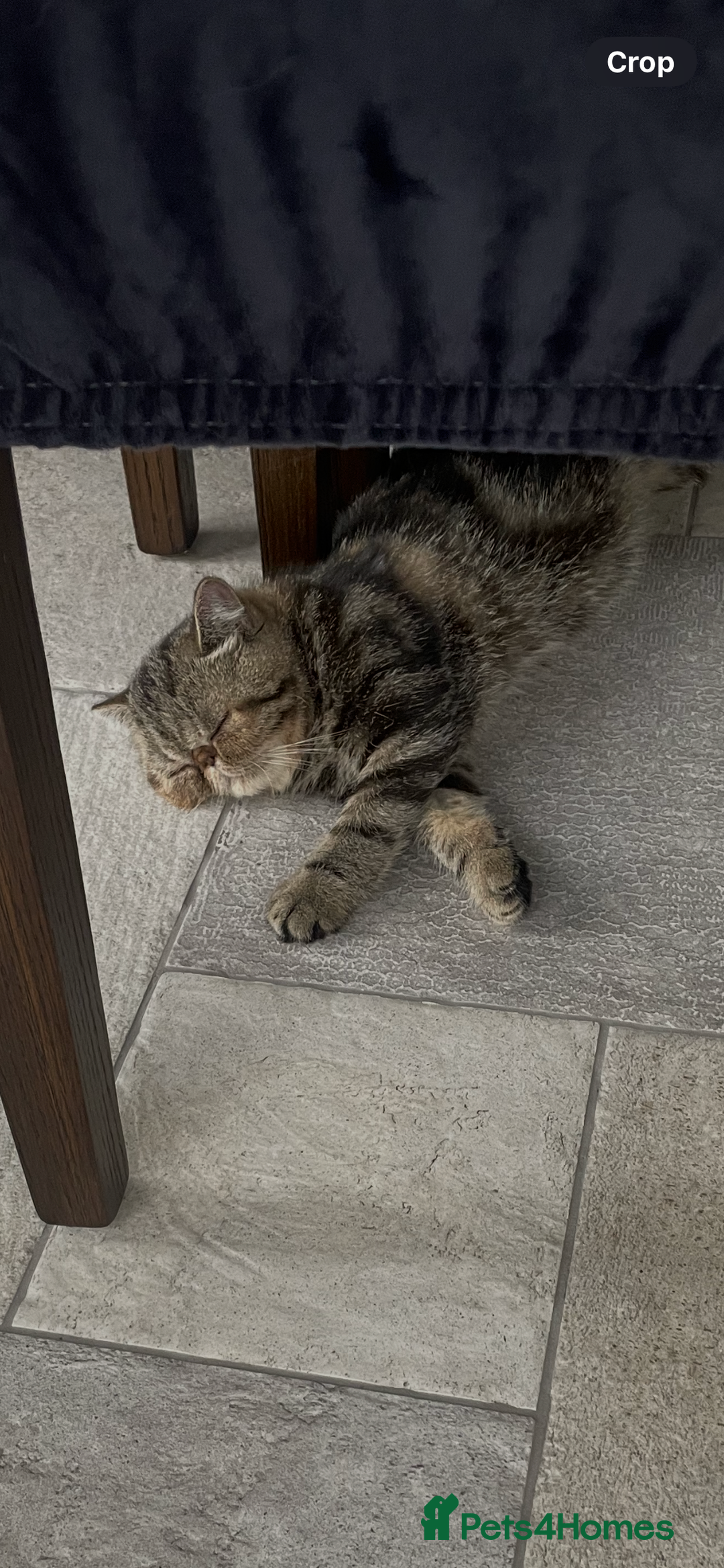 Exotic cats for sale: Exotic shorthair - Advert 3