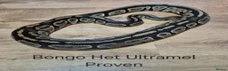 Python Snake reptiles for sale: Variety of Royal Pythons - Advert 3