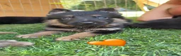 German Shepherd dogs for sale: Ready to leave NOW! 2 outstanding GSD puppies - Advert 5