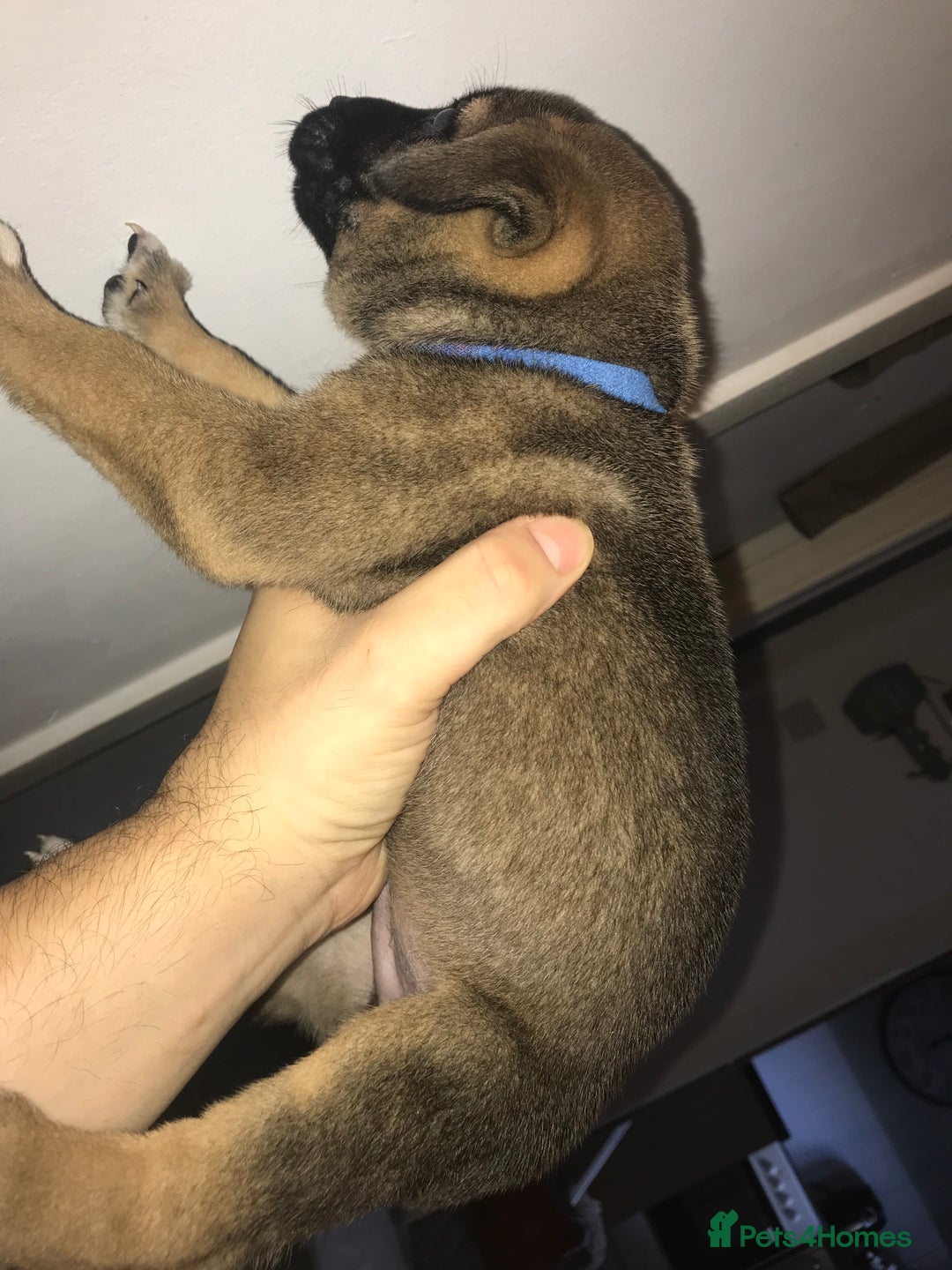 Mixed Breed dogs for sale: Cane corso x American akita cross(READY TO LEAVE) - Image 6