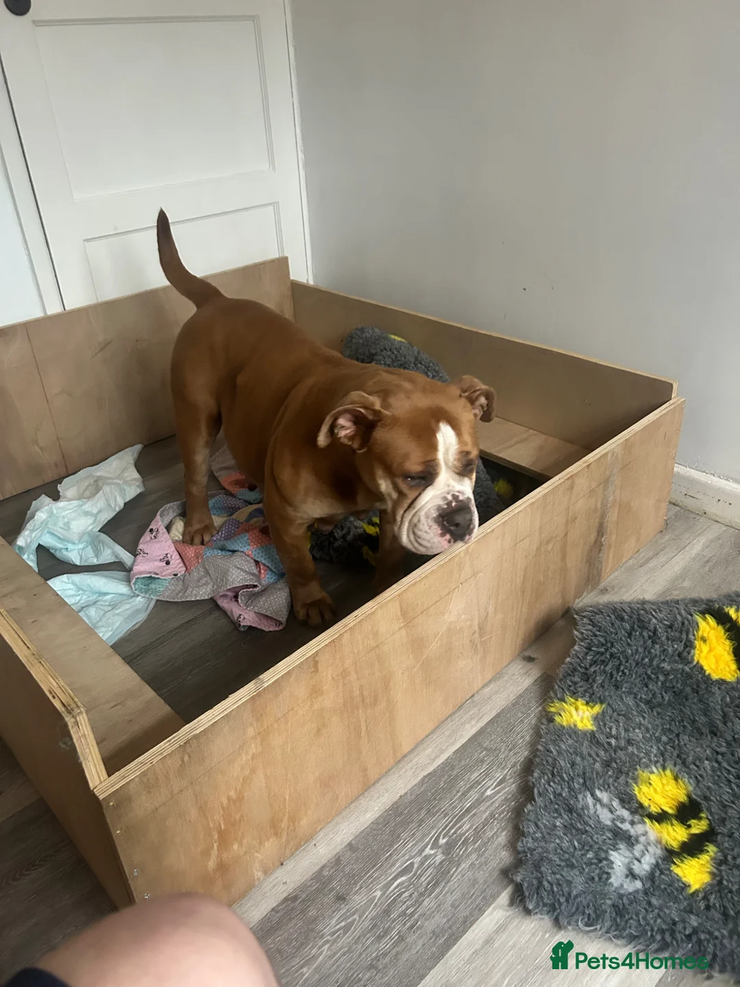 Olde English Bulldogge dogs for sale: Beautiful olde English bulldogs  in Ashton-under-Lyne - Advert 1