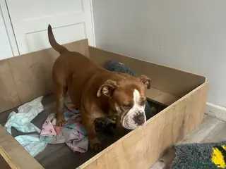 Olde English Bulldogge dogs Beautiful olde English bulldogs - Advert 1