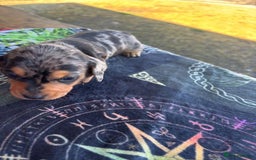 Miniature Dachshund dogs for sale: Forever home mini doxies for perfect families - Image 4