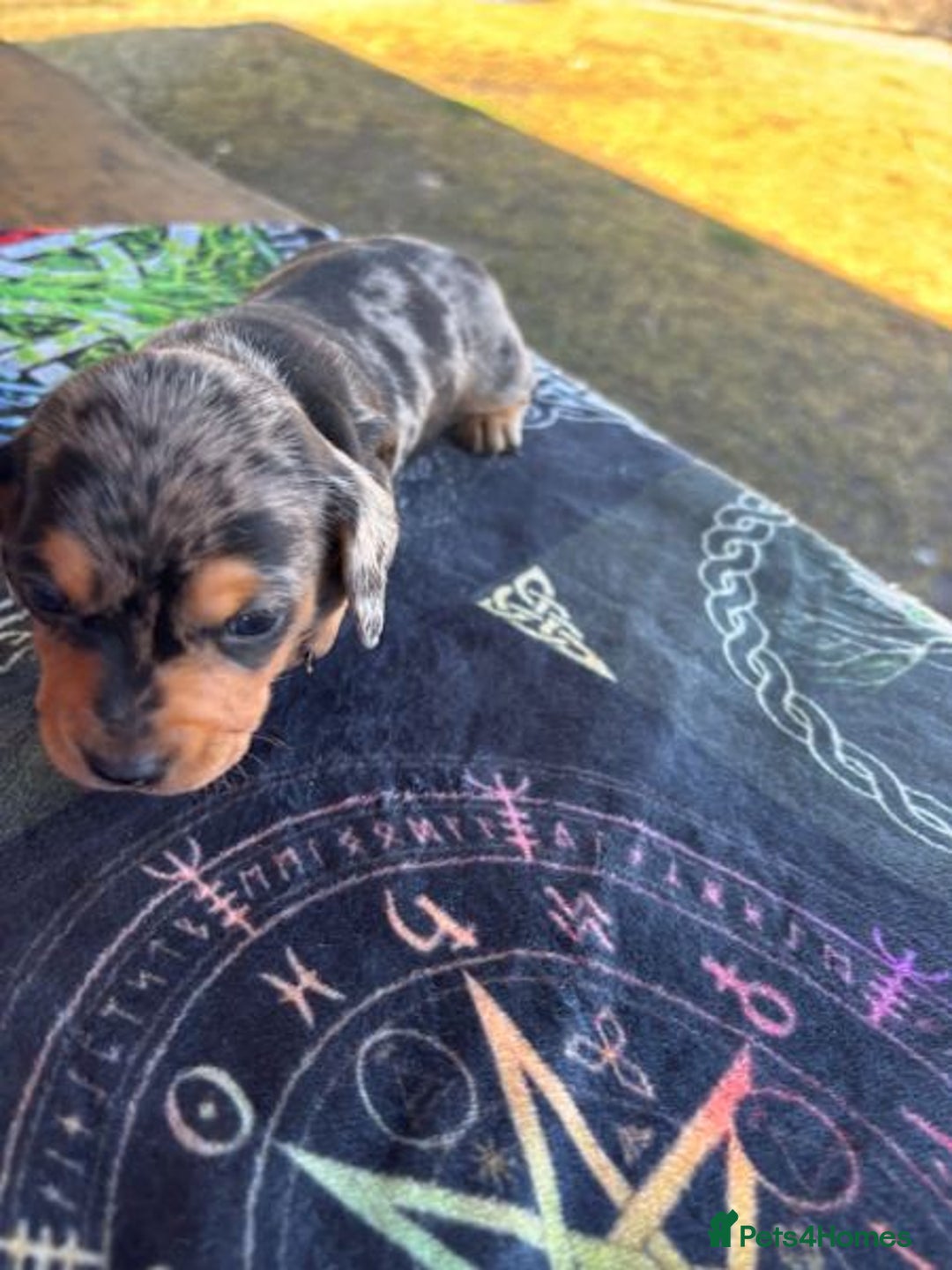 Miniature Dachshund dogs for sale: Forever home mini doxies for perfect families - Image 4