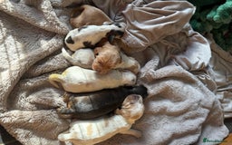 Cocker Spaniel dogs for sale: Exceptional litter of Show Type Cocker Spaniels - Image 7