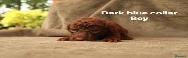 Labradoodle 2