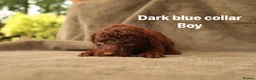 Labradoodle dogs for sale: Labradoodles Miniature/Midi Puppies Muliti Gen  - Advert 11