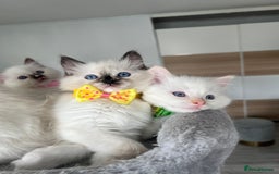 Ragdoll cats for sale: Registered Ragdoll kittens LAST GIRL HCM/PKD clear - Image 14