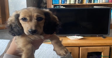 Miniature Dachshund dogs - Advert 8