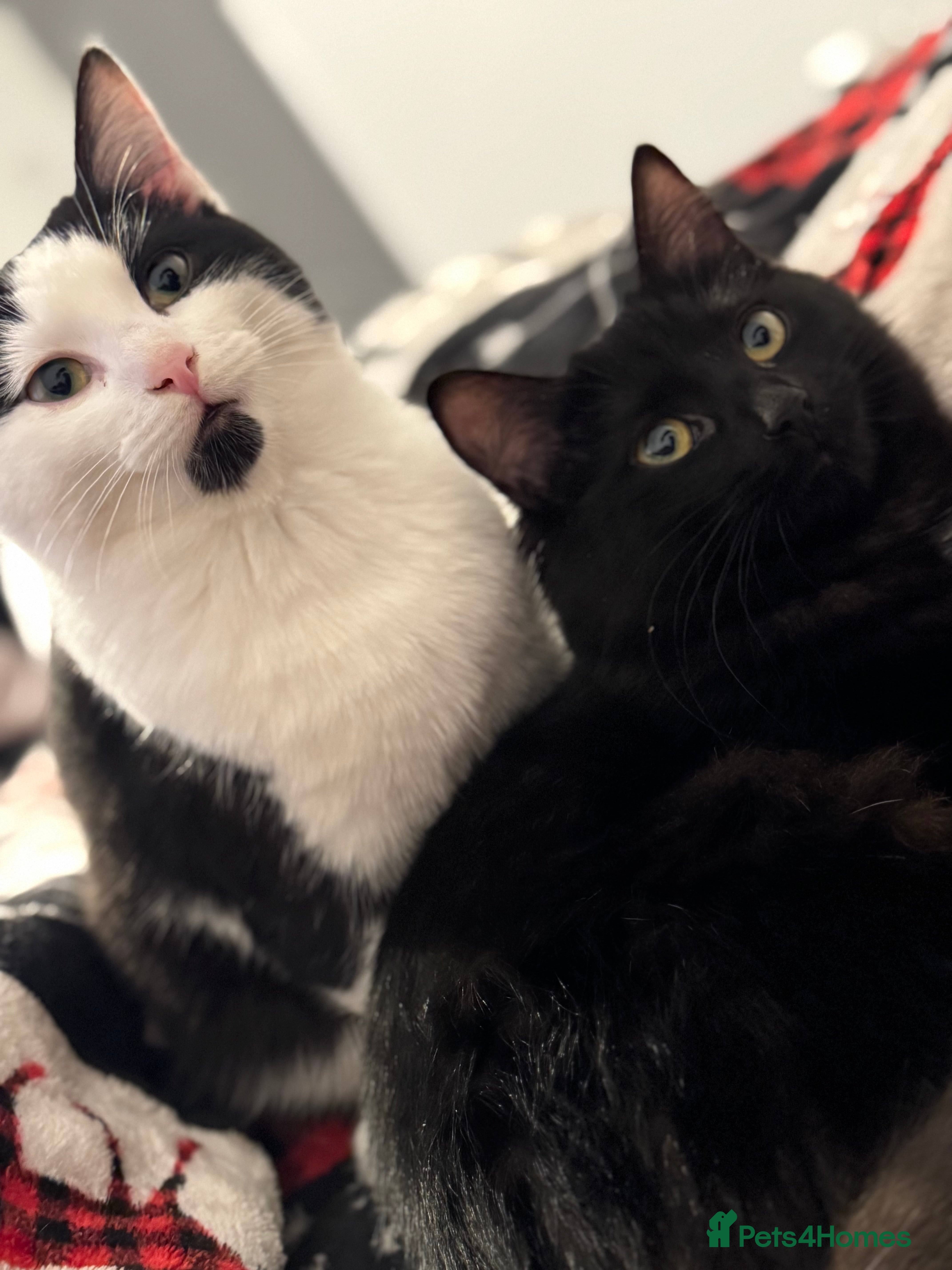 European cats Cila,Luna🥰 Sisters🥰 - Advert 2