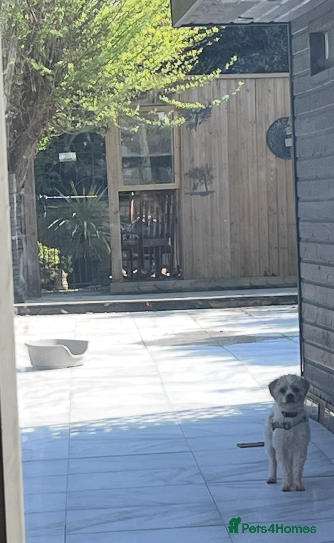 Cavapoo dogs for sale: Adult Cavapoo girl  - Advert 4