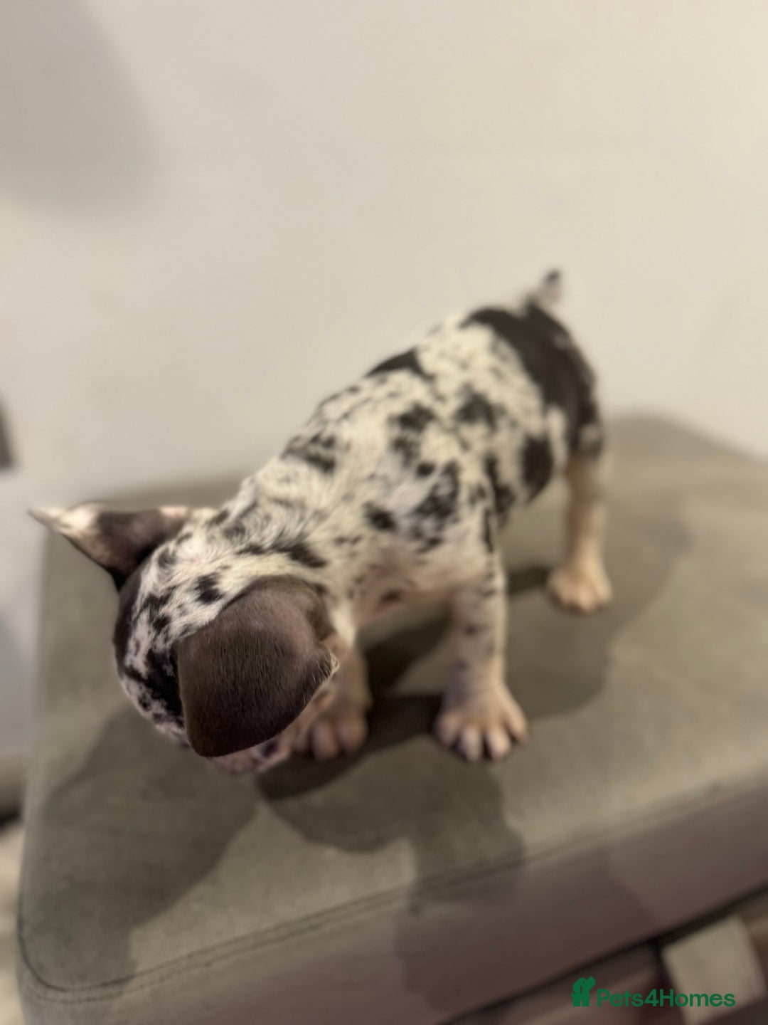 French Bulldog dogs for sale: French bulldogs ready for  **   **   - Advert 11