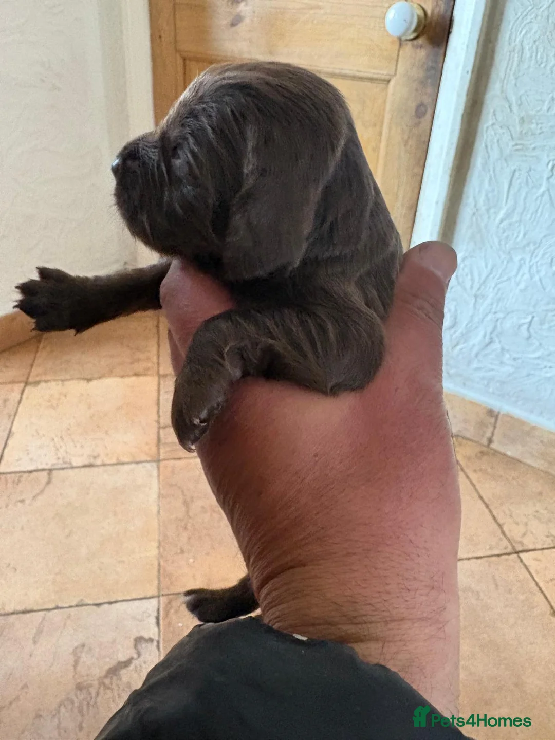 Sprocker dogs for sale: Sprocker spaniels - Advert 16