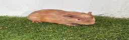 Guinea Pig rodents for sale: Calm, Guineas pig girls  - Advert 4