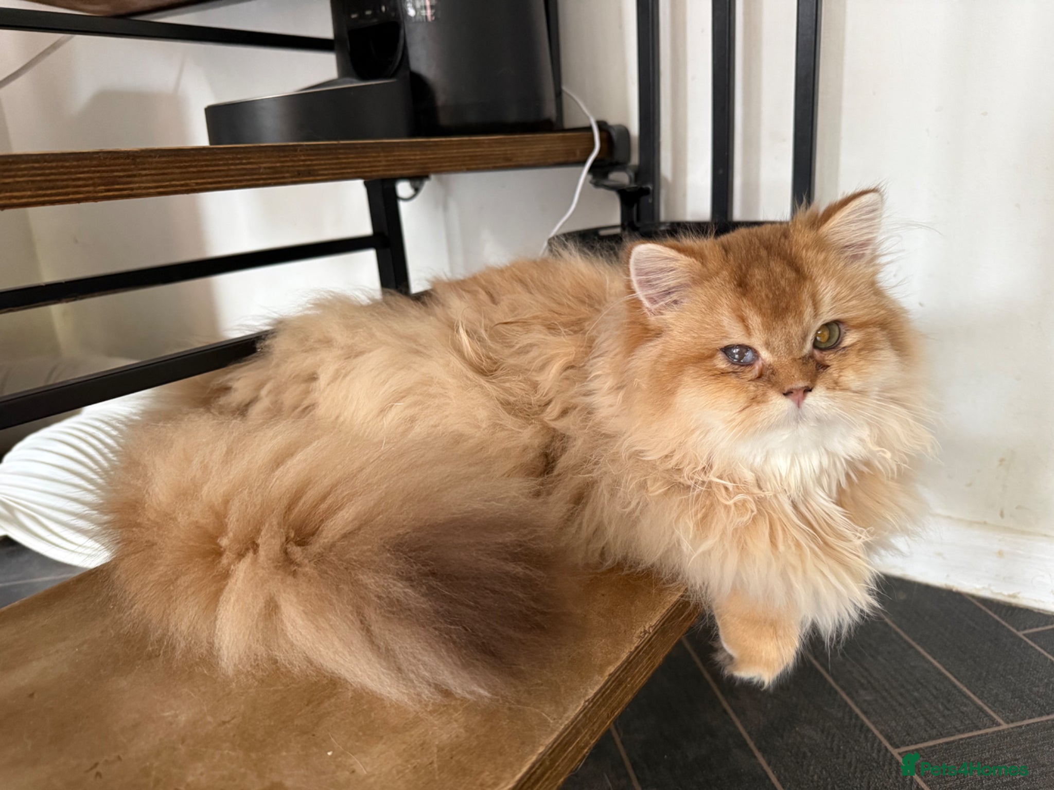 British Shorthair cats GCCF registered BLH Chocolate Golden last male - Advert 10