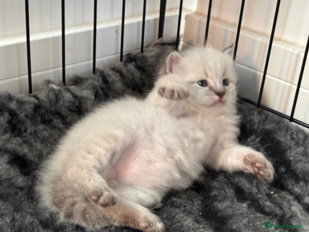 Siberian cats for sale: 🌓Word Champion Grandfather 🌖 - Advert 13