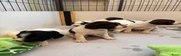 English Springer Spaniel dogs for sale: English Springer Spaniel pups in Wirral - Advert 9