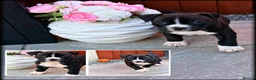 Staffordshire Bull Terrier dogs for sale: Staffordshire Bull Terrier Puppies🎀 🐶 - Advert 8