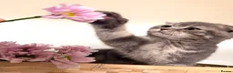 Mixed Breed cats for sale: 🐱 Adorable Kittens🐱 - Advert 3