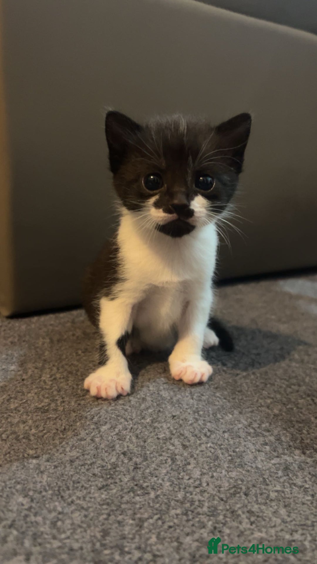 Domestic Shorthair cats for sale: Domestic Shorthair Kittens  - Image 4