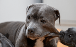 Staffordshire Bull Terrier dogs for sale: Beautiful staffy puppies - Image 19