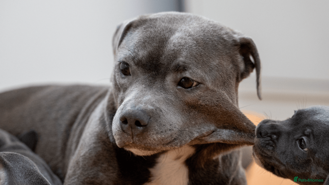 Staffordshire Bull Terrier dogs for sale: Beautiful staffy puppies - Image 19